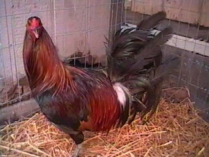 bigboygreenleggedhatchbroodcock.jpg