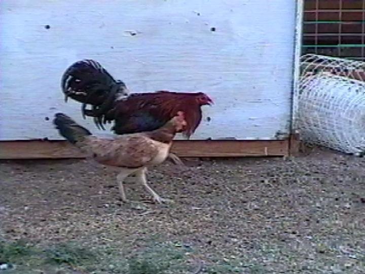 clarethenclipercock.jpg