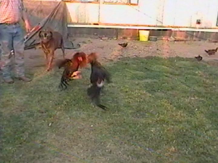 cockssparring.jpg