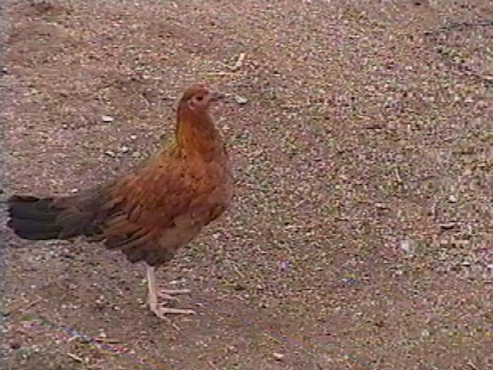 halfwhiteclarethalfmadiganclaretpullet.jpg