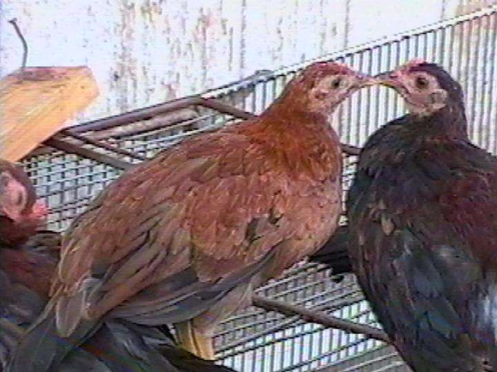 puremadiganclaretpullet.jpg